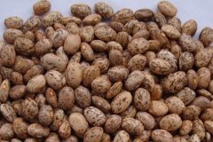 Bean-Mwitemania-beans-©Lydiah-Seed-Savers-Network-Kenya