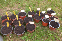 Bean-Sowing-in-pods-©Global-Field-Attiswil