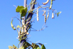 Bean-Wildtaler-bean-pods-©Bernd-Socher