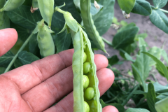 Pea-Old-sugar-snaps-Bingenheimer-©Tiny-Farms-min